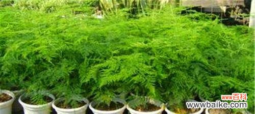 以文竹为媒，探寻永恒的智慧 文竹