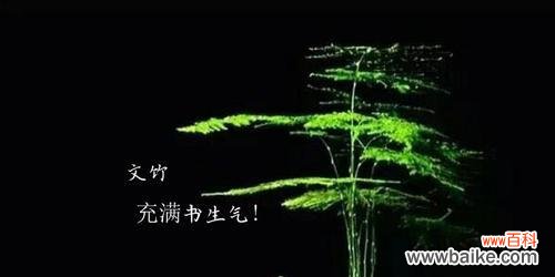 以文竹为媒，探寻永恒的智慧 文竹