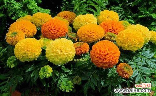 探索万寿菊的寓意及其传世故事,揭开花中的奥秘 万寿菊的花语与传说——永恒的爱与生命