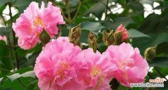 揭秘芙蓉花的花语与象征 芙蓉花的花语及其意义解读