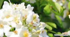 向往永恒的爱情 荼蘼花语传递的深情思念