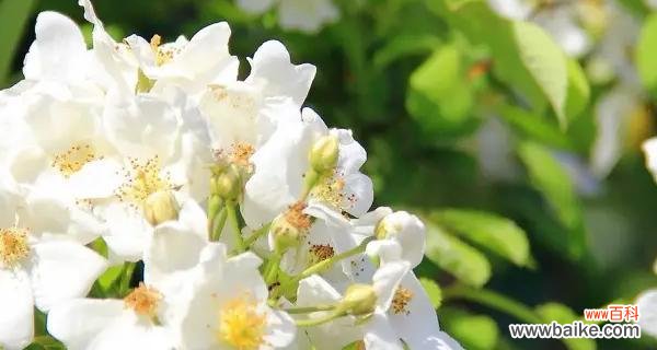 向往永恒的爱情 荼蘼花语传递的深情思念