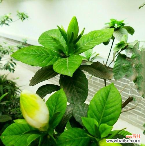 传递爱与美的花海——栀子花开放的秘密 栀子花的花语及其象征意义