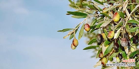 探寻橄榄枝在不同文化中的象征与象征所蕴含的意义 橄榄枝的象征意义与历史传承