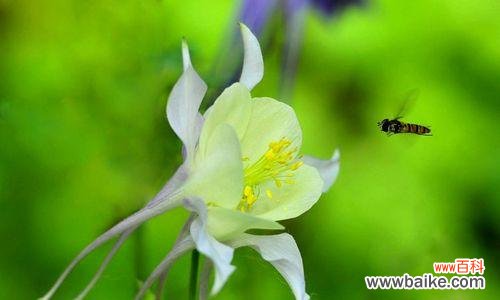 耧斗菜 以耧斗菜的花语传递生命的美丽