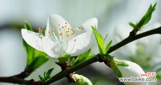 桃花的花语传递爱情和幸福的意义 桃花的花语和传说
