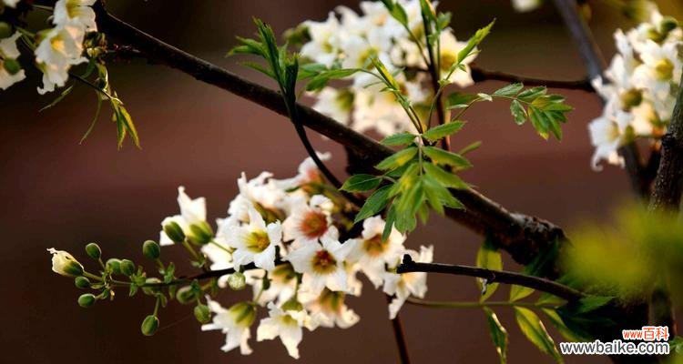 赏析桃金娘花语的意义与故事 桃金娘的花语与传说