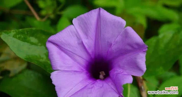 五瓜金龙的花语和寓意有哪些?