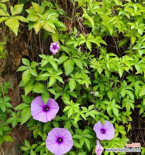 五瓜金龙的花语和寓意有哪些?