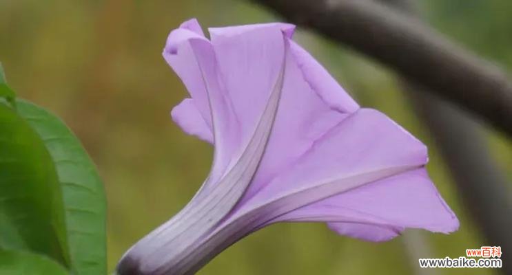 五瓜金龙的花语和寓意有哪些?