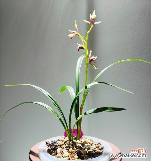 粉色玫瑰的花语18朵是什么？兰花花名寓意及花语是什么？