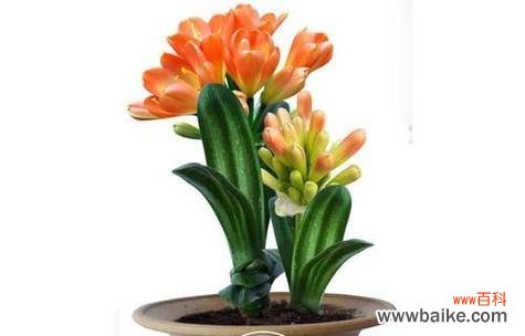 君子兰作为礼物送给女性代表什么?花语中隐藏的含义是什么?