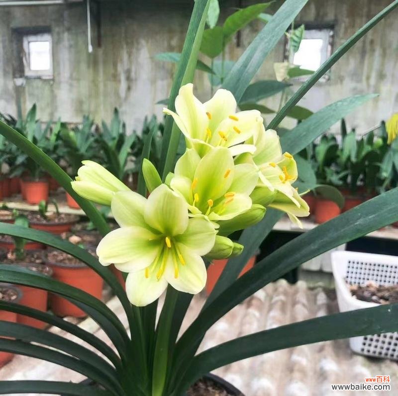 君子兰作为礼物送给女性代表什么?花语中隐藏的含义是什么?