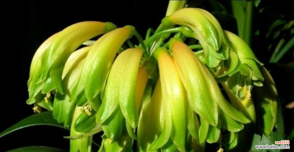 君子兰作为礼物送给女性代表什么?花语中隐藏的含义是什么?