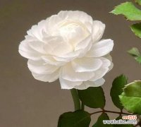 哪种花代表顺利和幸运？