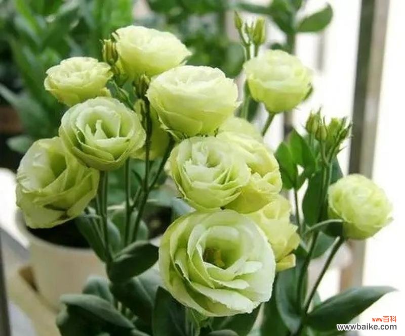 茉莉花与桔梗的花语有何不同？各自代表什么？