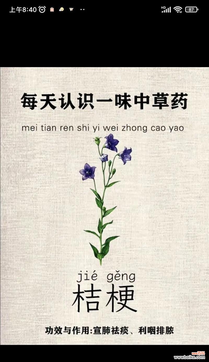 茉莉花与桔梗的花语有何不同？各自代表什么？