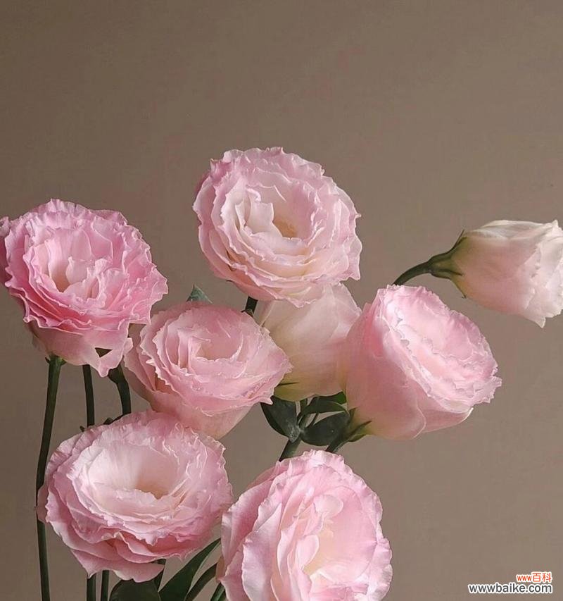 茉莉花与桔梗的花语有何不同？各自代表什么？