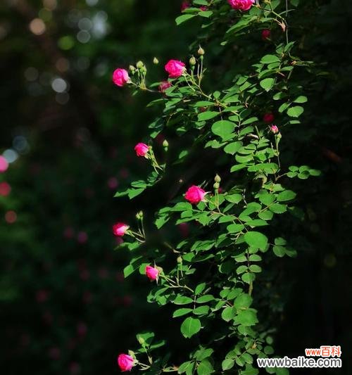 爱不是禁锢花语的含义是什么？