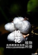 棉花的寓意是什么？花语有哪些特别之处？
