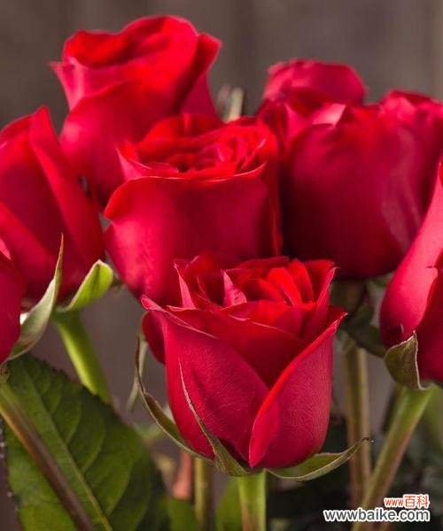 带有红梅的花语是什么意思?红梅在花语中代表什么?