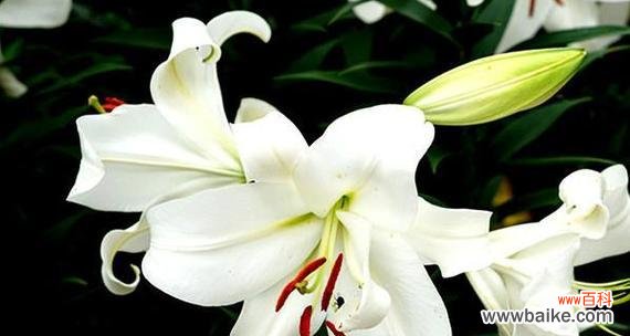 白百合花的花语是什么？它通常用来象征什么？