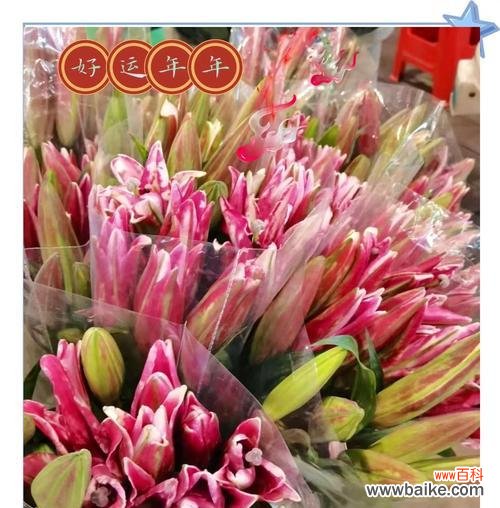白百合花的花语是什么？它通常用来象征什么？