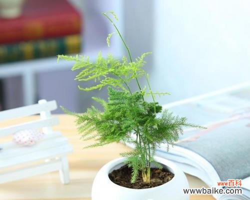 一叶知秋,绿意盎然的象征 文竹的寓意与象征