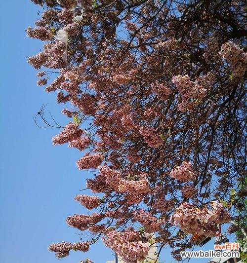 以梧桐树为生肖的意义及特征 梧桐生肖寓意与象征