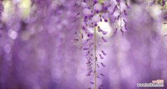 探寻花海中的秘密，解读无忧花的花语和传说 无忧花之花语与典故