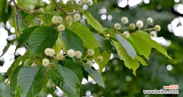 探索喜树的寓意与传承 喜树的美丽与祝福