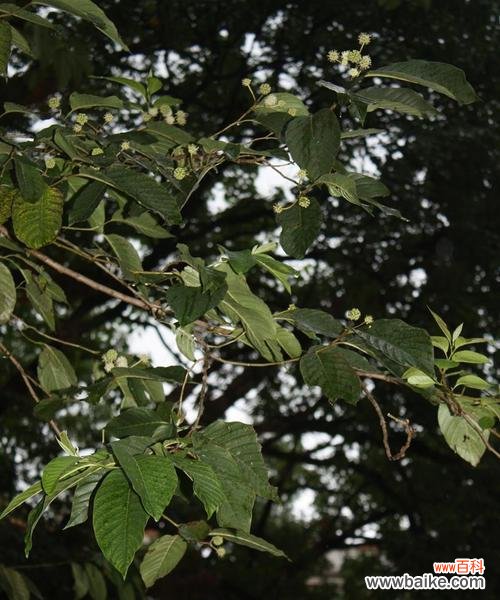 探索喜树的寓意与传承 喜树的美丽与祝福