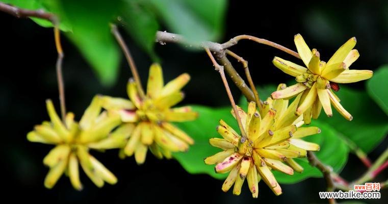 探索喜树的寓意与传承 喜树的美丽与祝福