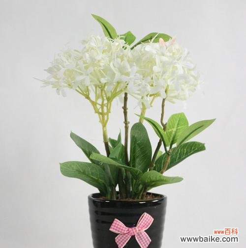 追忆传承千年的芬芳，以夕雾花的神奇故事和深远寓意 以夕雾花的传说与花语