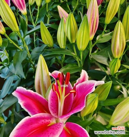 探究百合花的寓意与文化内涵 百合花的象征意义