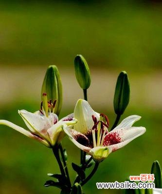 探究百合花的寓意与文化内涵 百合花的象征意义