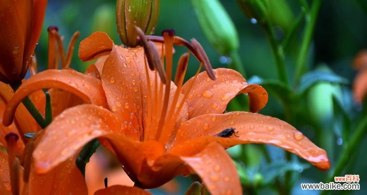 探究百合花的寓意与文化内涵 百合花的象征意义