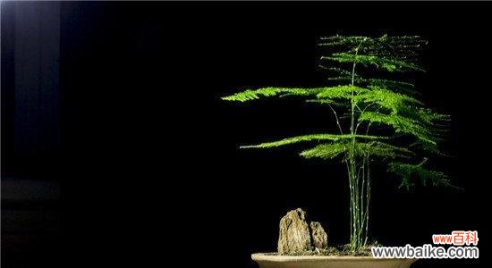 探寻文竹背后的故事与意义 文竹之美