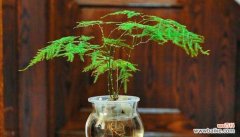 探寻文竹背后的故事与意义 文竹之美