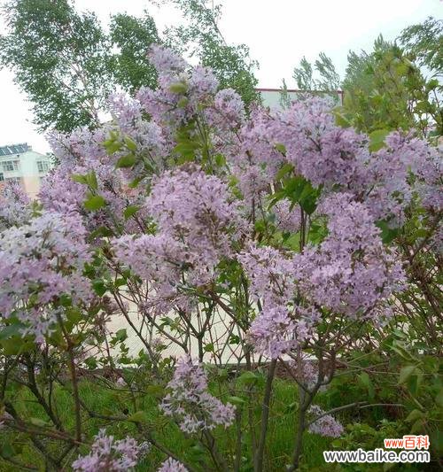 五瓣丁香花语传递的温暖和美好 五瓣丁香花语