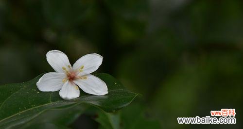 梧桐花的美丽与象征 以梧桐花代表的意义