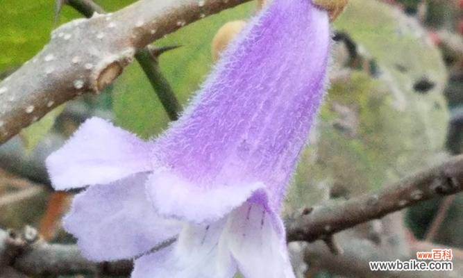 梧桐花的美丽与象征 以梧桐花代表的意义