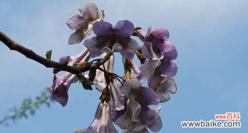 梧桐花的美丽与象征 以梧桐花代表的意义