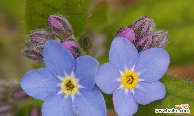 传递着爱与纪念的花朵 忘不了的勿忘我花