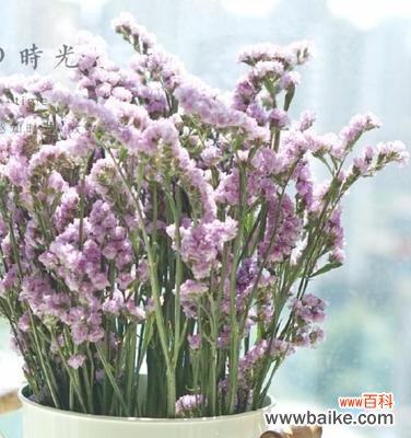 浓情厚谊,花开满园 勿忘我,永恒的爱