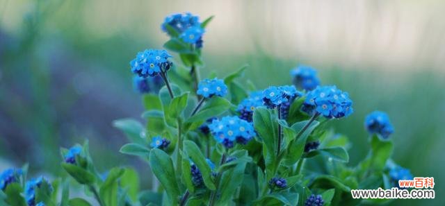 传递真挚情感的永恒花卉 勿忘我的花语和传说