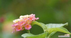 探寻五色梅花背后的丰富寓意 五色梅的花语与意义