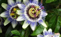 追寻花海中的神奇力量 以西番莲的花语和传说