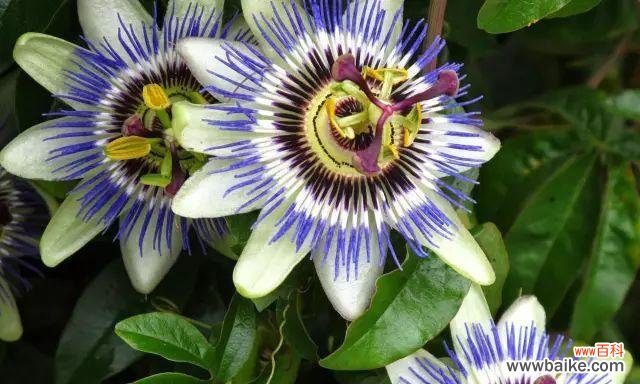 追寻花海中的神奇力量 以西番莲的花语和传说