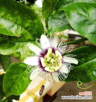 追寻花海中的神奇力量 以西番莲的花语和传说